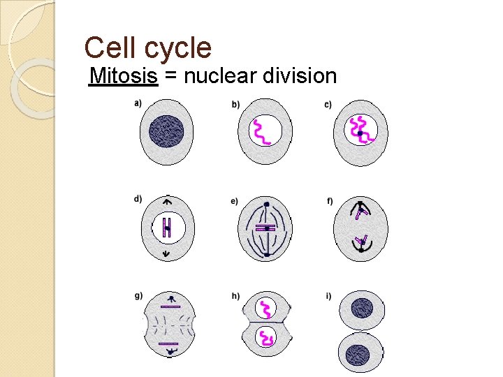 Cell cycle Mitosis = nuclear division 