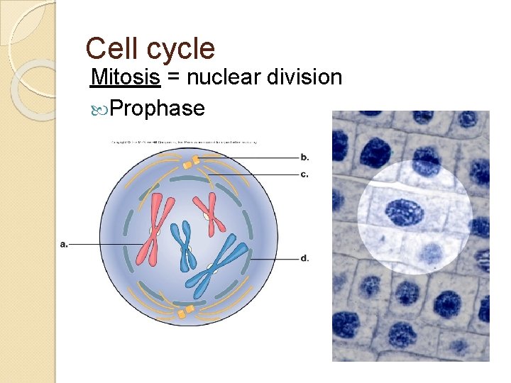 Cell cycle Mitosis = nuclear division Prophase 