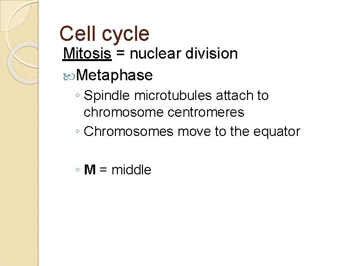 Cell cycle Mitosis = nuclear division Metaphase ◦ Spindle microtubules attach to chromosome centromeres