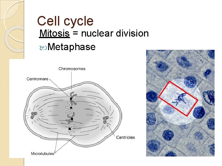 Cell cycle Mitosis = nuclear division Metaphase 