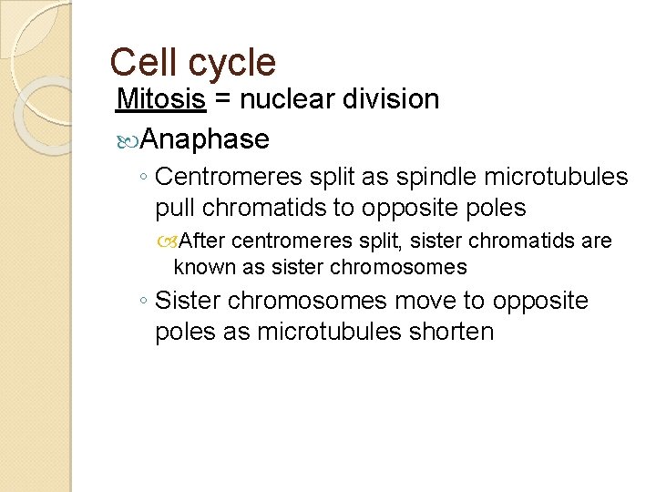 Cell cycle Mitosis = nuclear division Anaphase ◦ Centromeres split as spindle microtubules pull