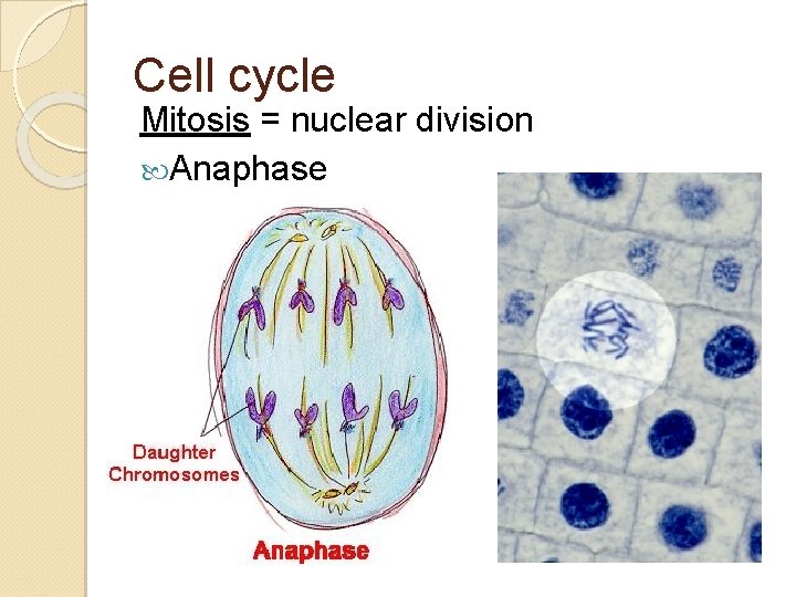 Cell cycle Mitosis = nuclear division Anaphase 