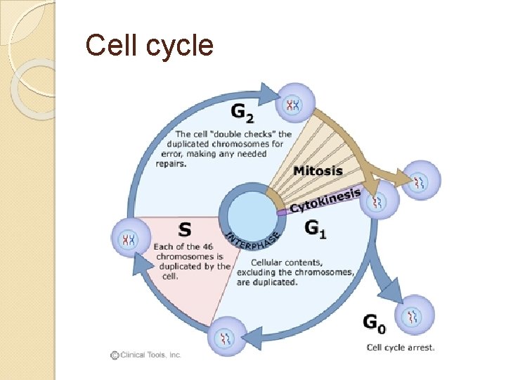 Cell cycle 