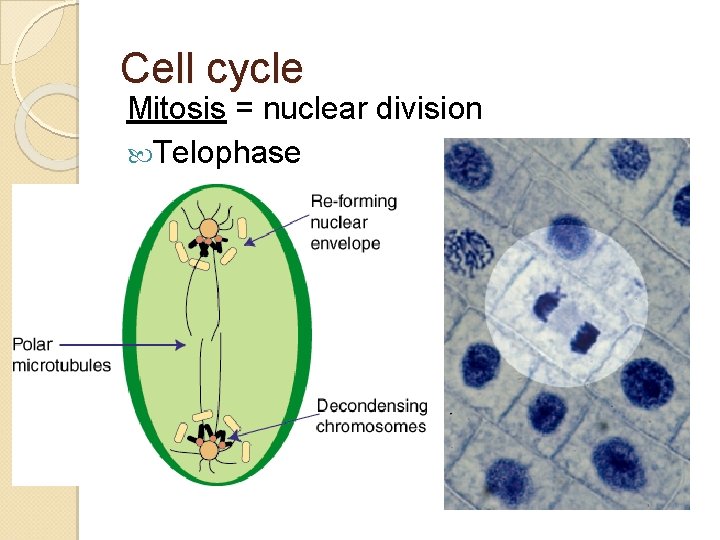 Cell cycle Mitosis = nuclear division Telophase 