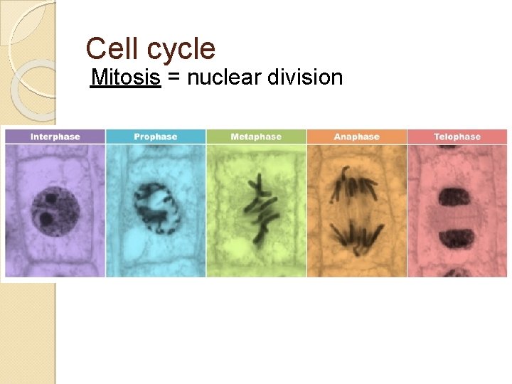 Cell cycle Mitosis = nuclear division 