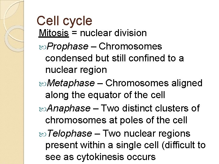 Cell cycle Mitosis = nuclear division Prophase – Chromosomes condensed but still confined to