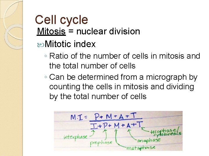 Cell cycle Mitosis = nuclear division Mitotic index ◦ Ratio of the number of