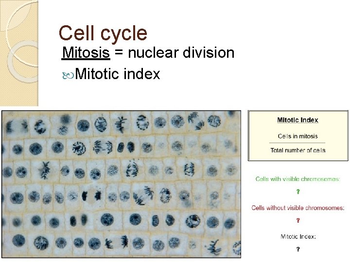 Cell cycle Mitosis = nuclear division Mitotic index 