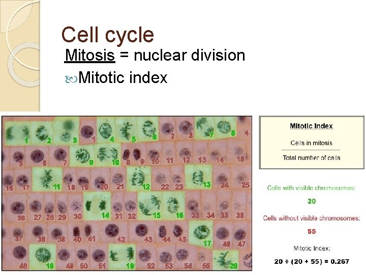 Cell cycle Mitosis = nuclear division Mitotic index 