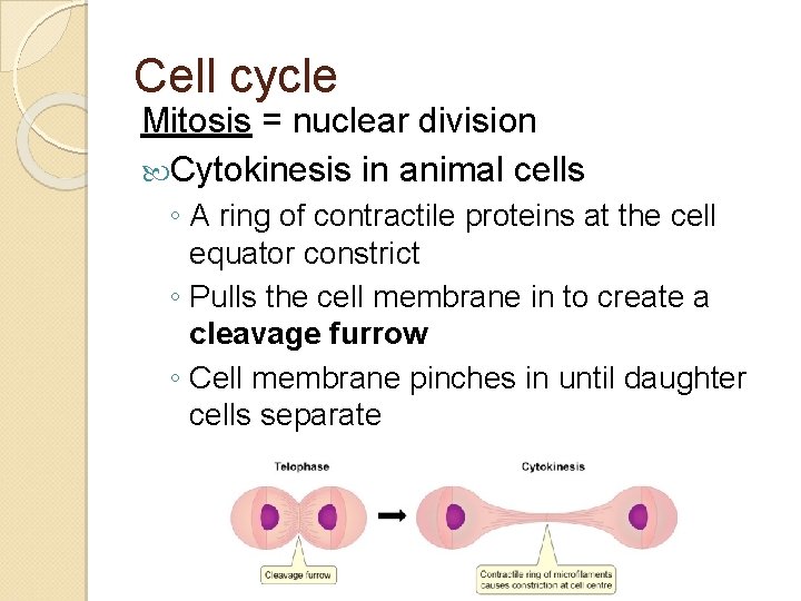 Cell cycle Mitosis = nuclear division Cytokinesis in animal cells ◦ A ring of