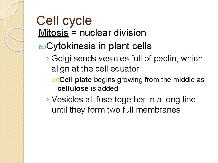 Cell cycle Mitosis = nuclear division Cytokinesis in plant cells ◦ Golgi sends vesicles