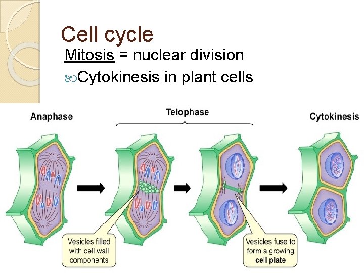 Cell cycle Mitosis = nuclear division Cytokinesis in plant cells 