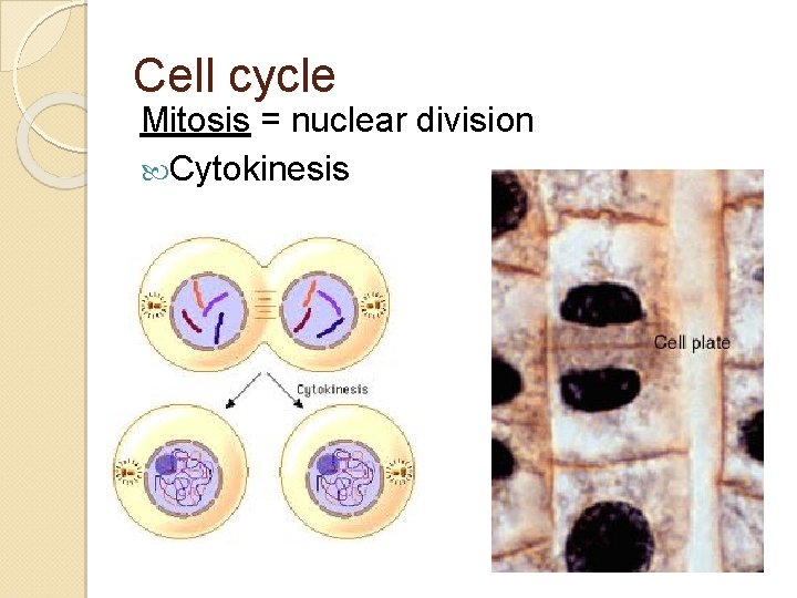 Cell cycle Mitosis = nuclear division Cytokinesis 