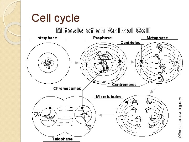 Cell cycle 