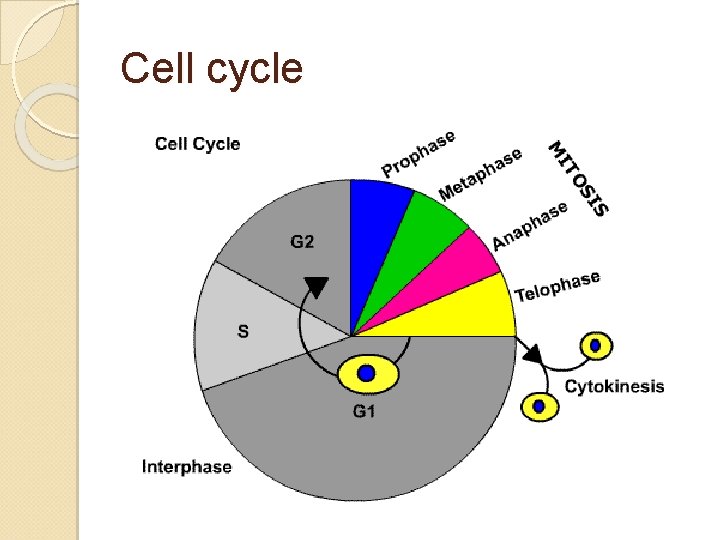 Cell cycle 