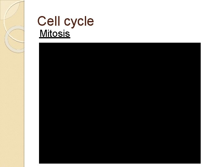 Cell cycle Mitosis 