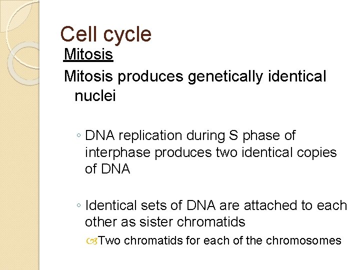 Cell cycle Mitosis produces genetically identical nuclei ◦ DNA replication during S phase of