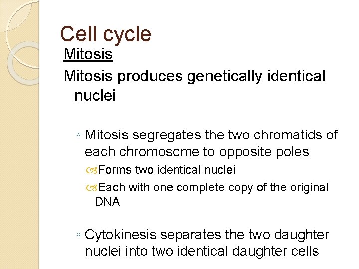 Cell cycle Mitosis produces genetically identical nuclei ◦ Mitosis segregates the two chromatids of