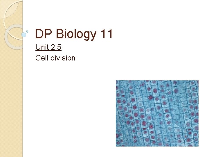 DP Biology 11 Unit 2. 5 Cell division 