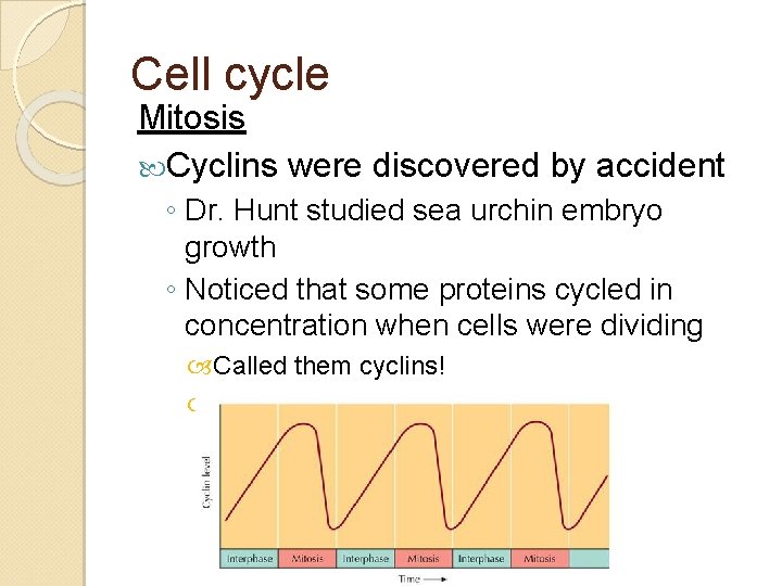 Cell cycle Mitosis Cyclins were discovered by accident ◦ Dr. Hunt studied sea urchin