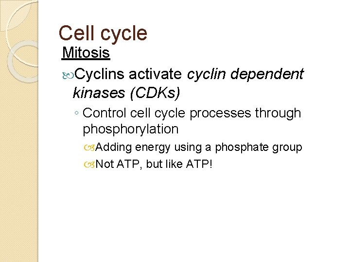 Cell cycle Mitosis Cyclins activate cyclin dependent kinases (CDKs) ◦ Control cell cycle processes