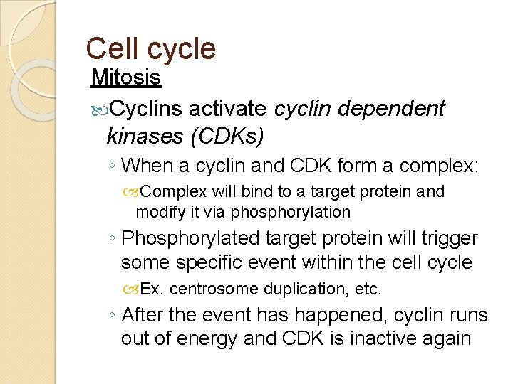 Cell cycle Mitosis Cyclins activate cyclin dependent kinases (CDKs) ◦ When a cyclin and