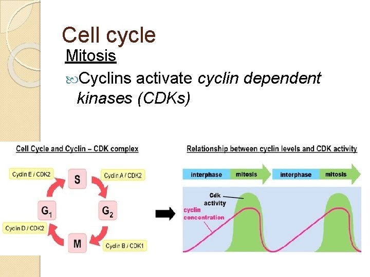 Cell cycle Mitosis Cyclins activate cyclin dependent kinases (CDKs) 