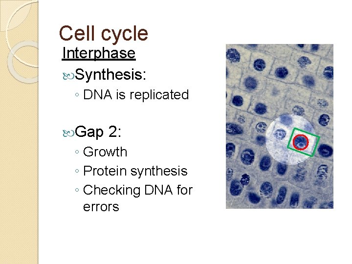 Cell cycle Interphase Synthesis: ◦ DNA is replicated Gap 2: ◦ Growth ◦ Protein