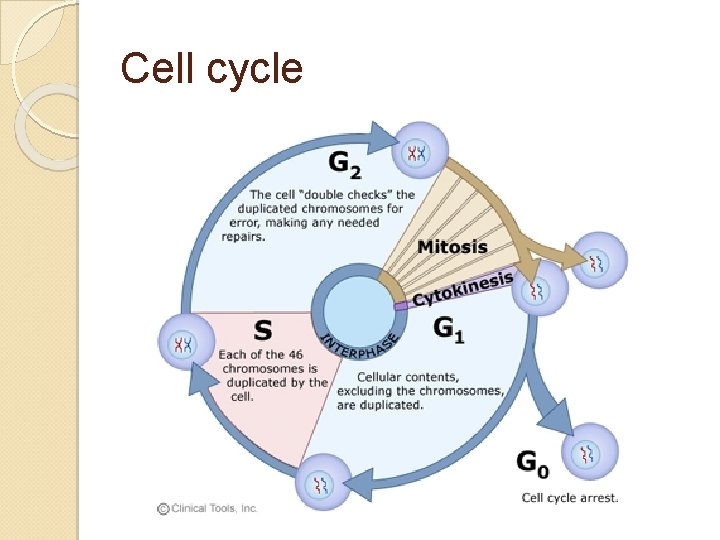 Cell cycle 