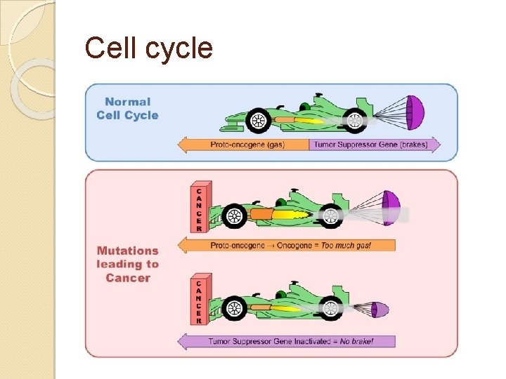 Cell cycle 
