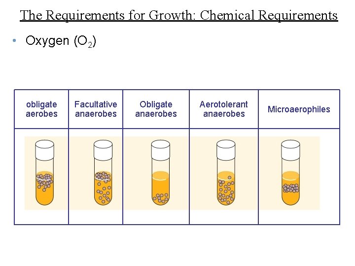 The Requirements for Growth: Chemical Requirements • Oxygen (O 2) obligate aerobes Facultative anaerobes