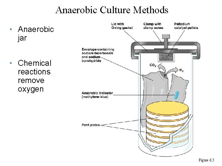 Anaerobic Culture Methods • Anaerobic jar • Chemical reactions remove oxygen Figure 6. 5