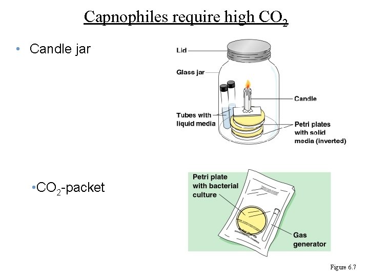 Capnophiles require high CO 2 • Candle jar • CO 2 -packet Figure 6.