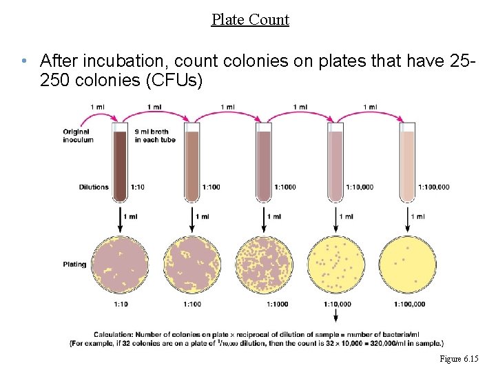Plate Count • After incubation, count colonies on plates that have 25250 colonies (CFUs)