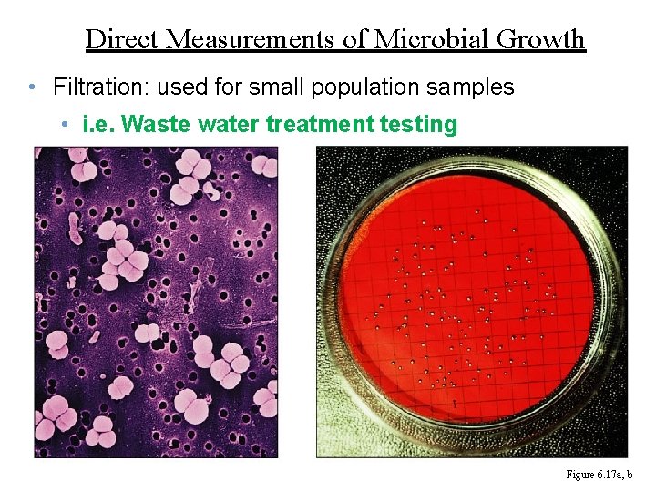 Direct Measurements of Microbial Growth • Filtration: used for small population samples • i.