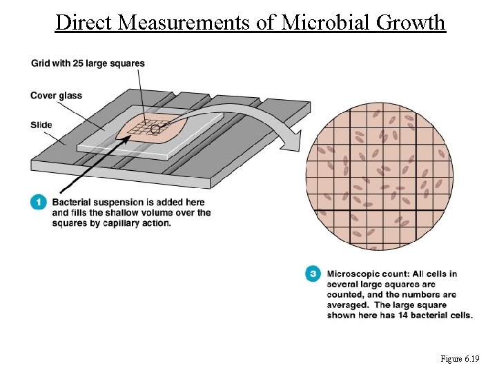 Direct Measurements of Microbial Growth Figure 6. 19 