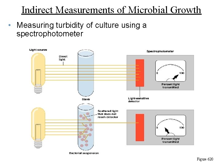 Indirect Measurements of Microbial Growth • Measuring turbidity of culture using a spectrophotometer Figure