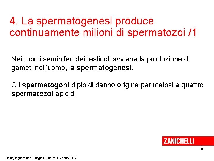 4. La spermatogenesi produce continuamente milioni di spermatozoi /1 Nei tubuli seminiferi dei testicoli