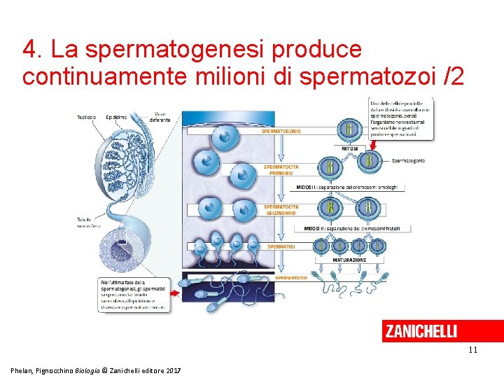 4. La spermatogenesi produce continuamente milioni di spermatozoi /2 11 Phelan, Pignocchino Biologia ©