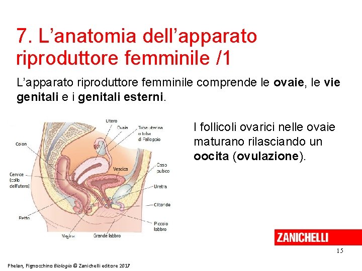 7. L’anatomia dell’apparato riproduttore femminile /1 L’apparato riproduttore femminile comprende le ovaie, le vie