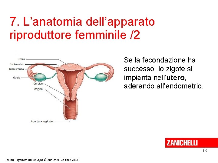 7. L’anatomia dell’apparato riproduttore femminile /2 Se la fecondazione ha successo, lo zigote si