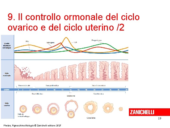 9. Il controllo ormonale del ciclo ovarico e del ciclo uterino /2 19 Phelan,