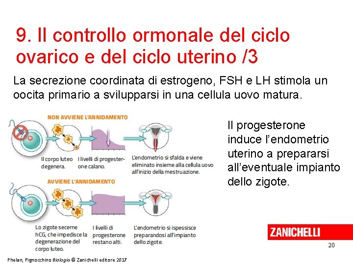 9. Il controllo ormonale del ciclo ovarico e del ciclo uterino /3 La secrezione