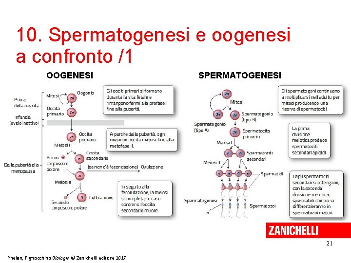 10. Spermatogenesi e oogenesi a confronto /1 OOGENESI SPERMATOGENESI 21 Phelan, Pignocchino Biologia ©