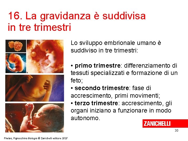 16. La gravidanza è suddivisa in tre trimestri Lo sviluppo embrionale umano è suddiviso