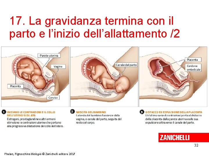 17. La gravidanza termina con il parto e l’inizio dell’allattamento /2 32 Phelan, Pignocchino