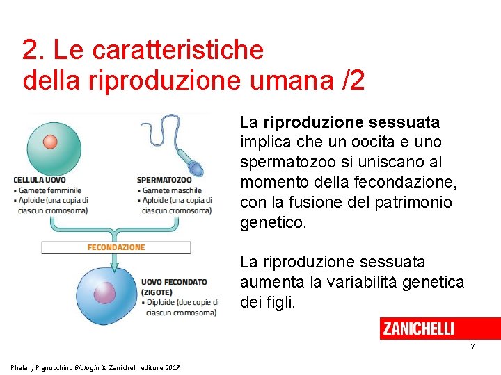 2. Le caratteristiche della riproduzione umana /2 La riproduzione sessuata implica che un oocita