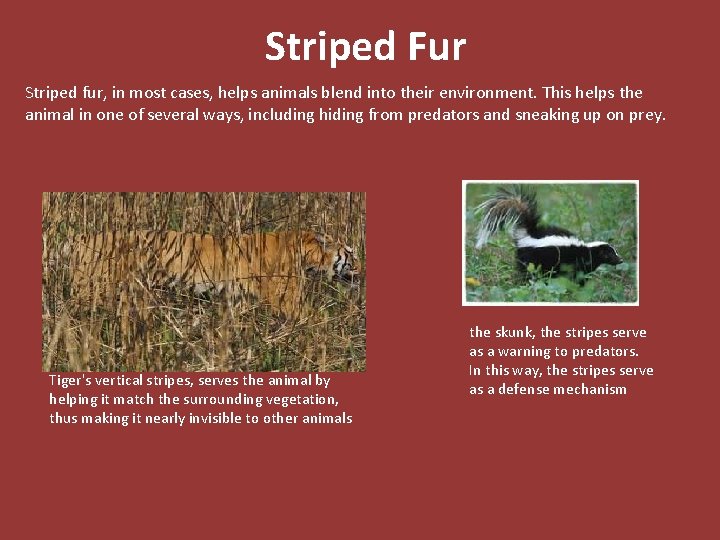 Striped Fur Striped fur, in most cases, helps animals blend into their environment. This