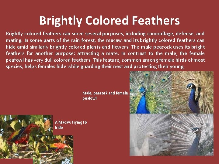 Brightly Colored Feathers Brightly colored feathers can serve several purposes, including camouflage, defense, and