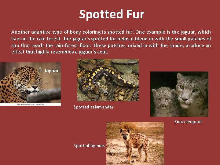 Spotted Fur Another adaptive type of body coloring is spotted fur. One example is